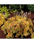 Heuchera ’Solar Eclipse’ кущ у саду